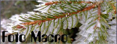 Foto Macro